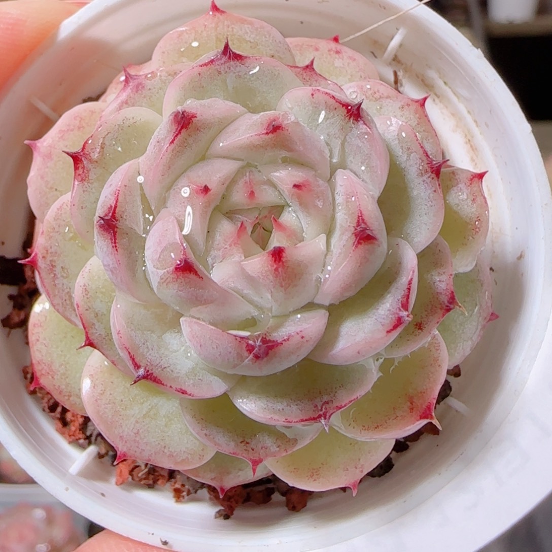 花语多肉1211-104黑魔仙