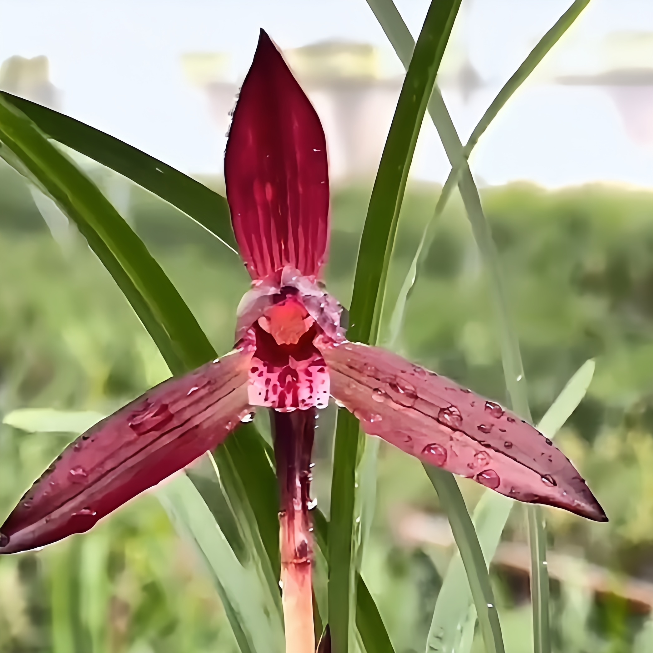 【娄山红】春兰高端铭品旭槿兰花恩施高山兰花种植无温室易养活