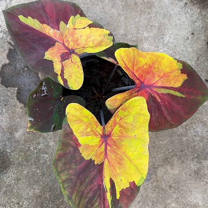 y***247-1209落日福利广东现货