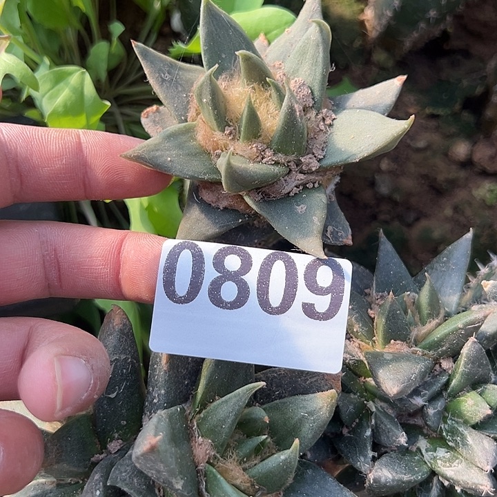 苗接龙牙牡丹仙人球809