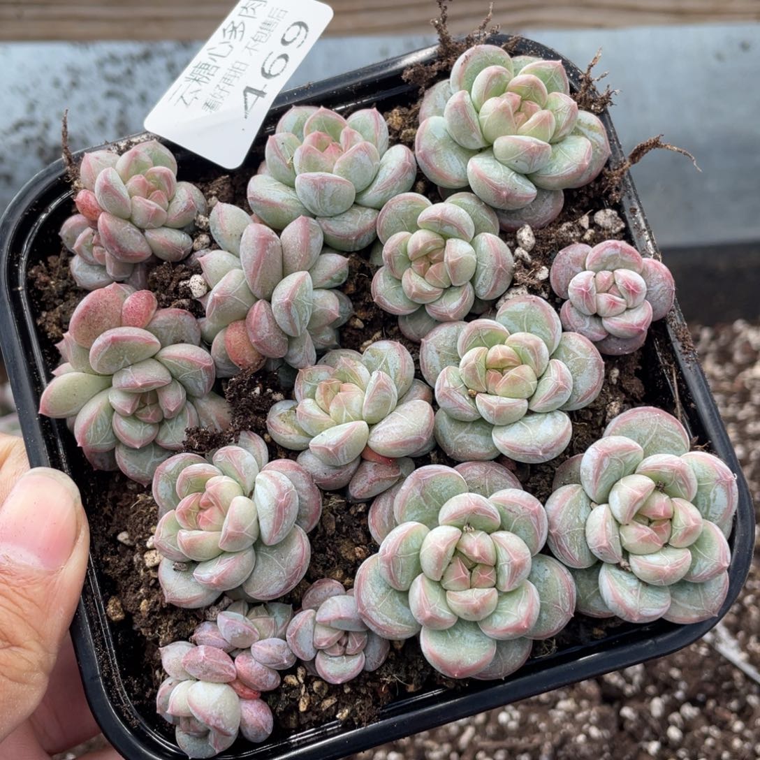 云糖心多肉植物469