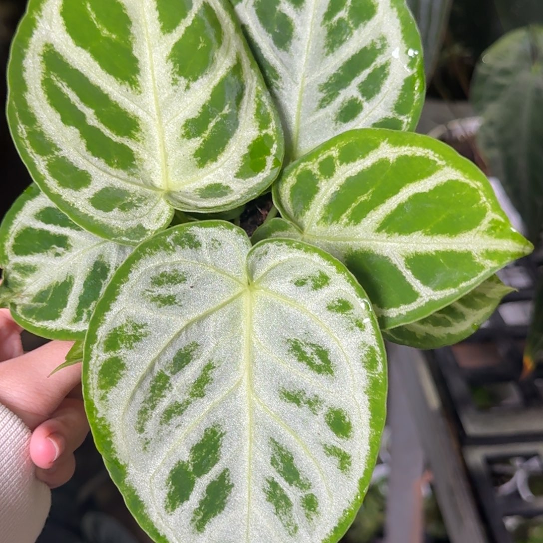 完全开放P145双苗铜锣烧