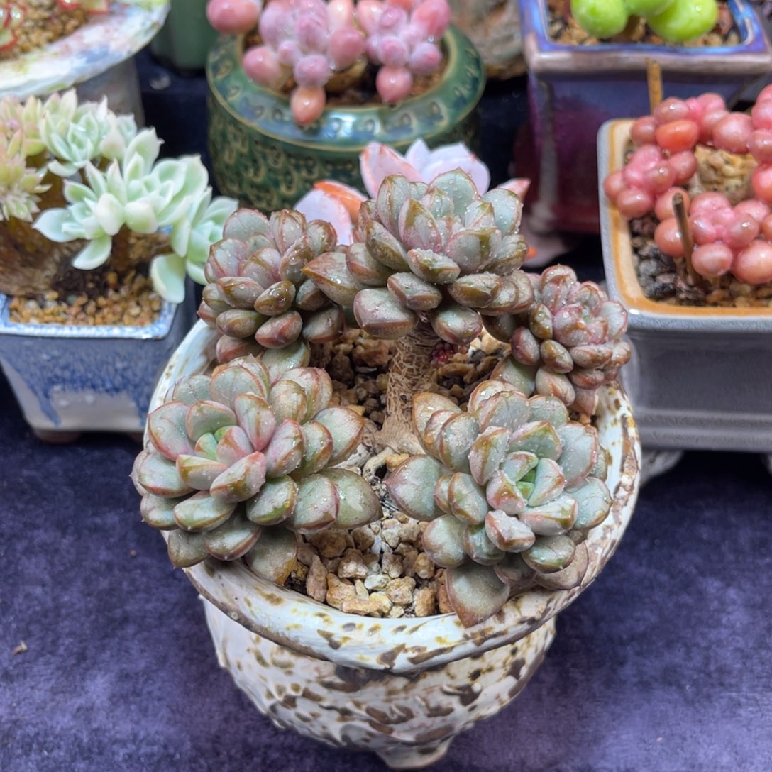 葡萄 十公分 带盆