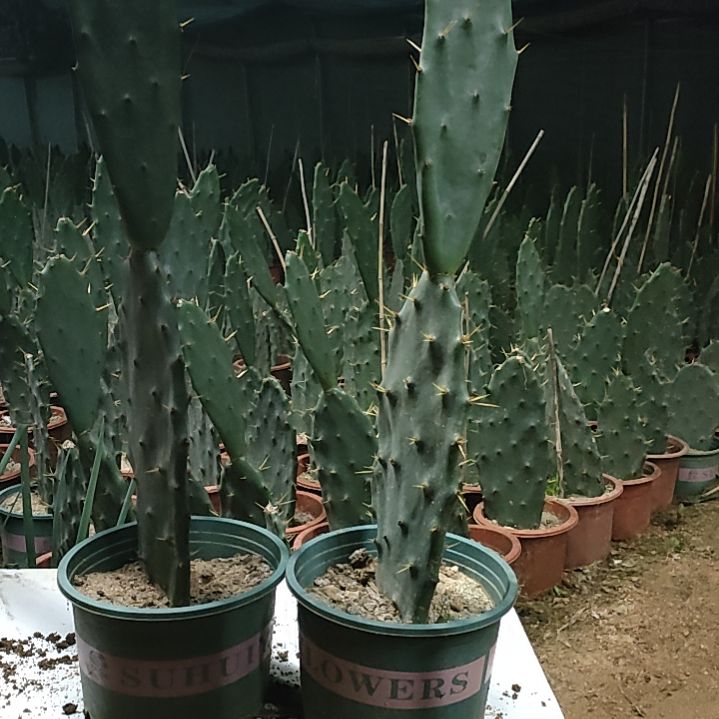 赵***师黄大刺仙人掌两节两颗