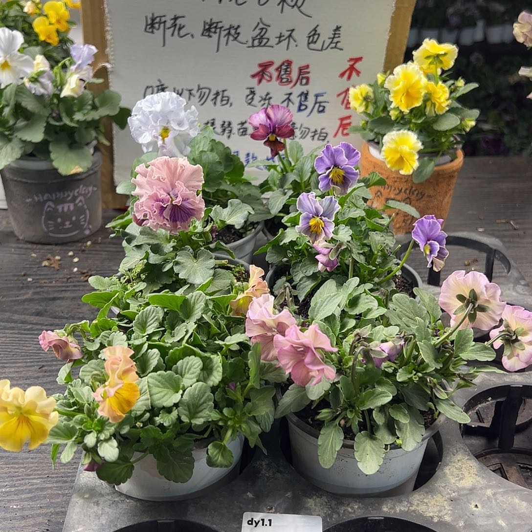大部分花苞少量开放228号