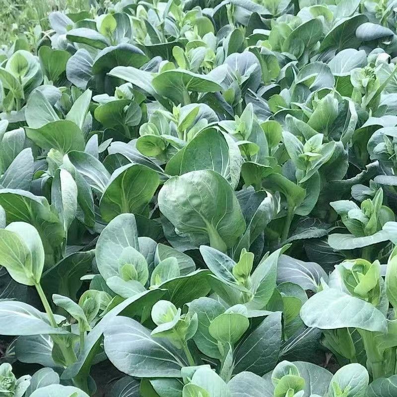 顺丰送上门！苏北霜冻青菜苔新鲜嫩菜心露天油菜苔应季蔬菜生鲜