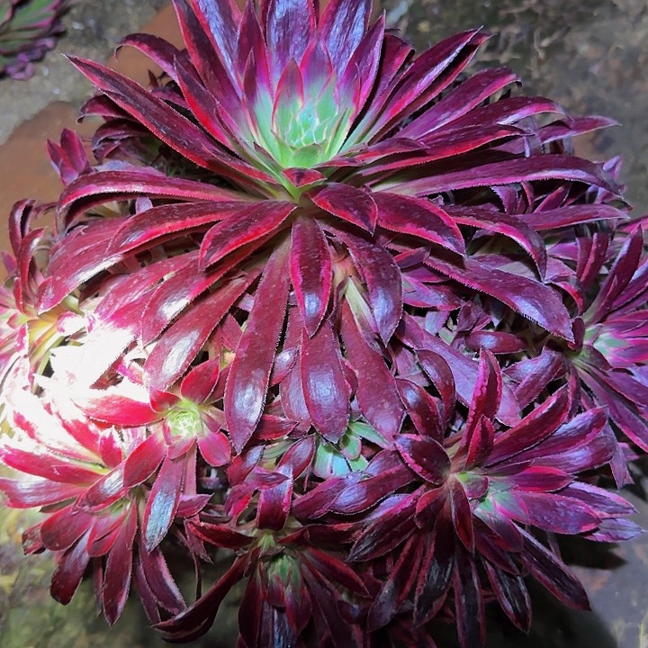 莫*芳精品孔雀锦捧花福利38