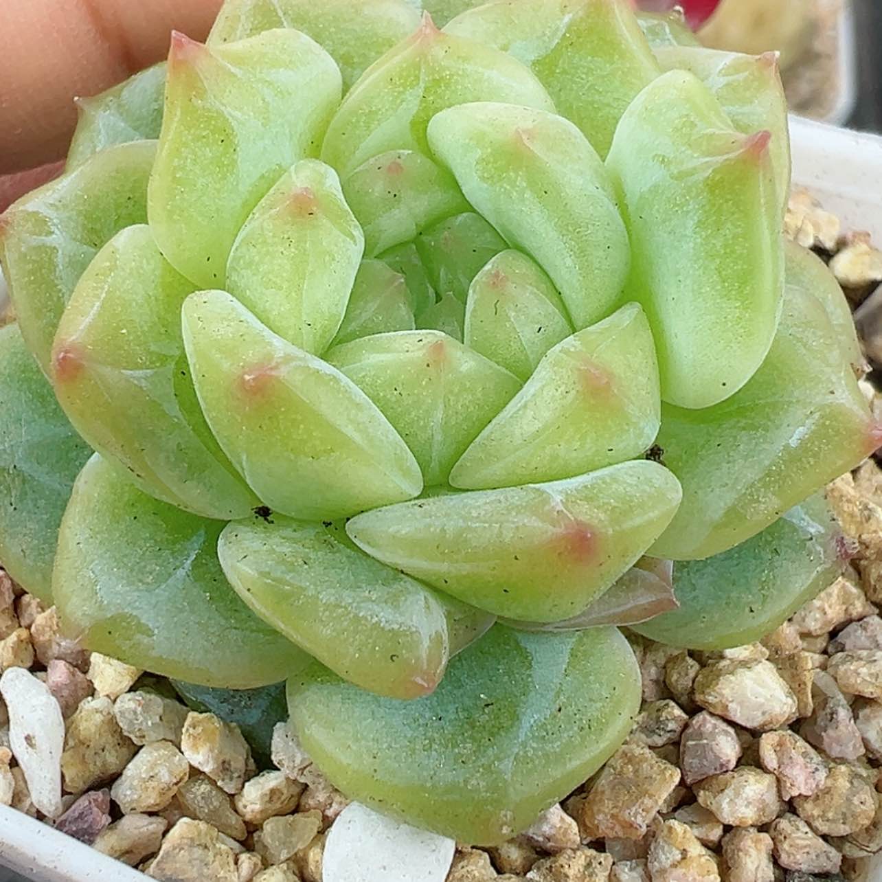 【闪购商品】279号哈哈哈