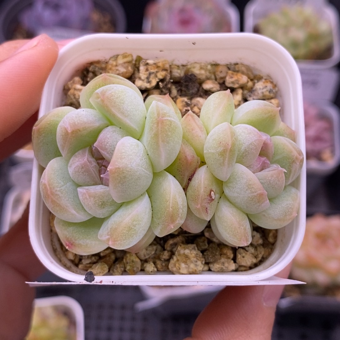 【闪购商品】23-218蜡像