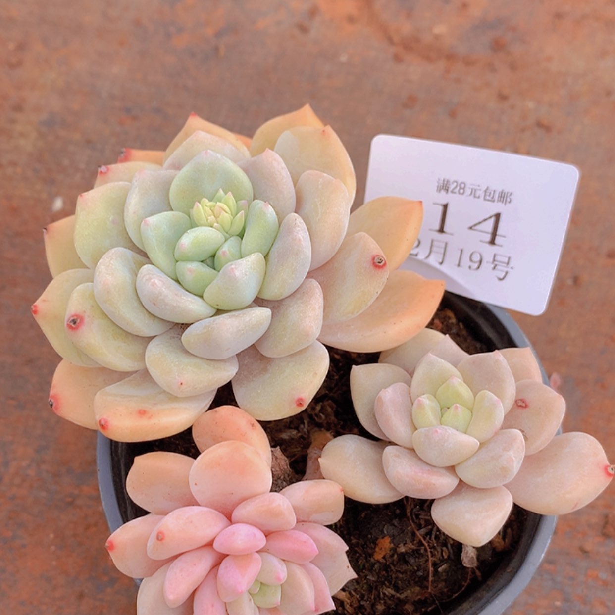 【闪购商品】云14号