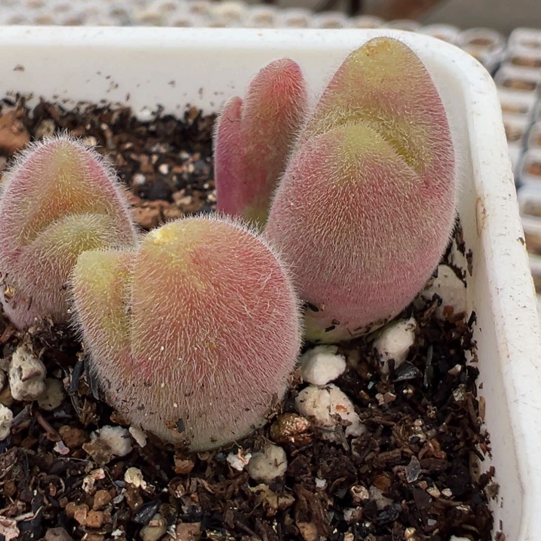 371多肉植物毛翠滴