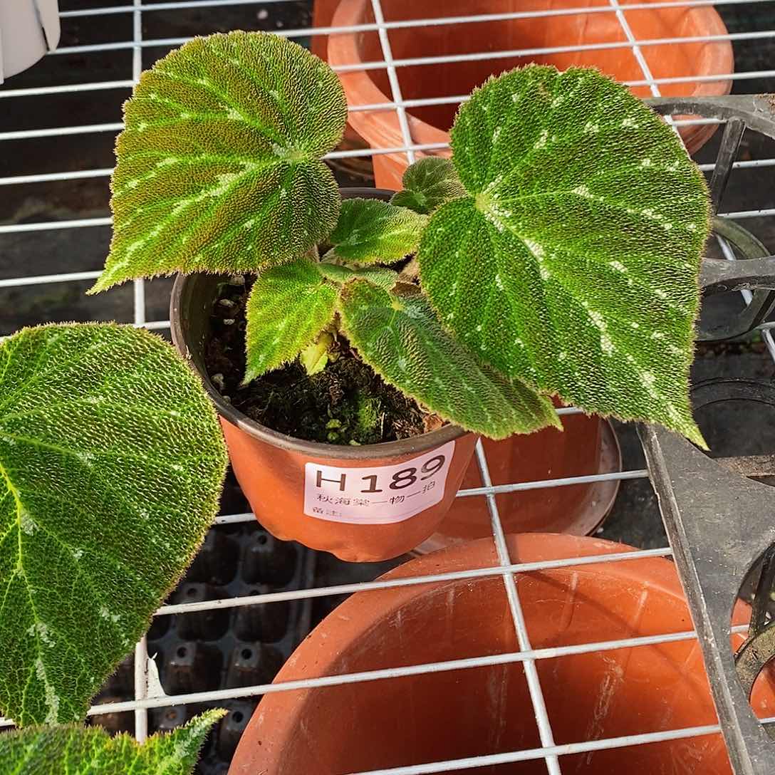 不开花植物便***偏秋海棠189