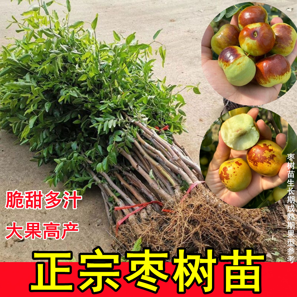 蟠枣树苗冬枣树苗冰糖脆甜枣苗南北方种植盆栽地栽阳台种植果树苗