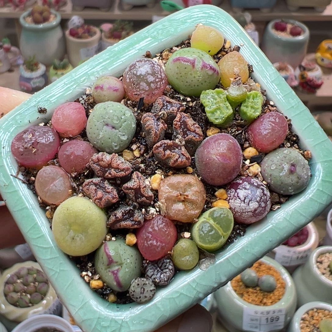 多肉植物208号肉锥混合