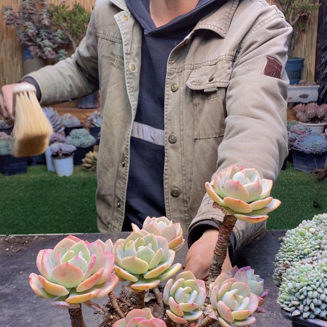 舍*F165号白月光老桩