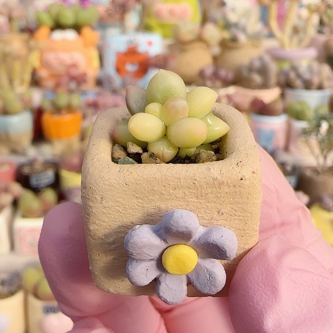 এ***妮小天空美人锦 盆口1.8cm