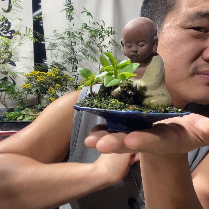 撞***天以实际为准盆景绿植盆栽76