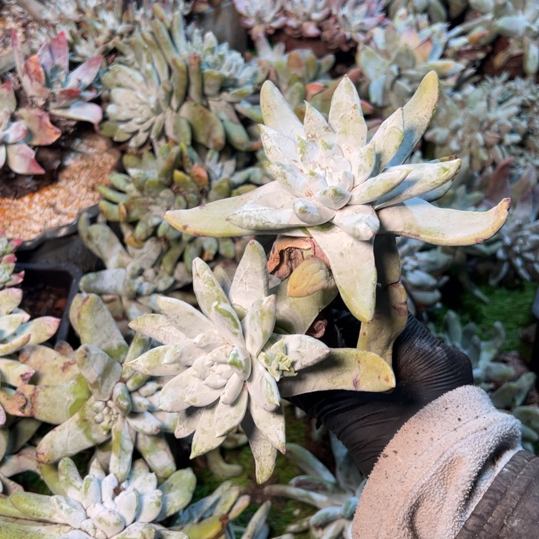 106哈哈哈哈哈哈哈哈哈