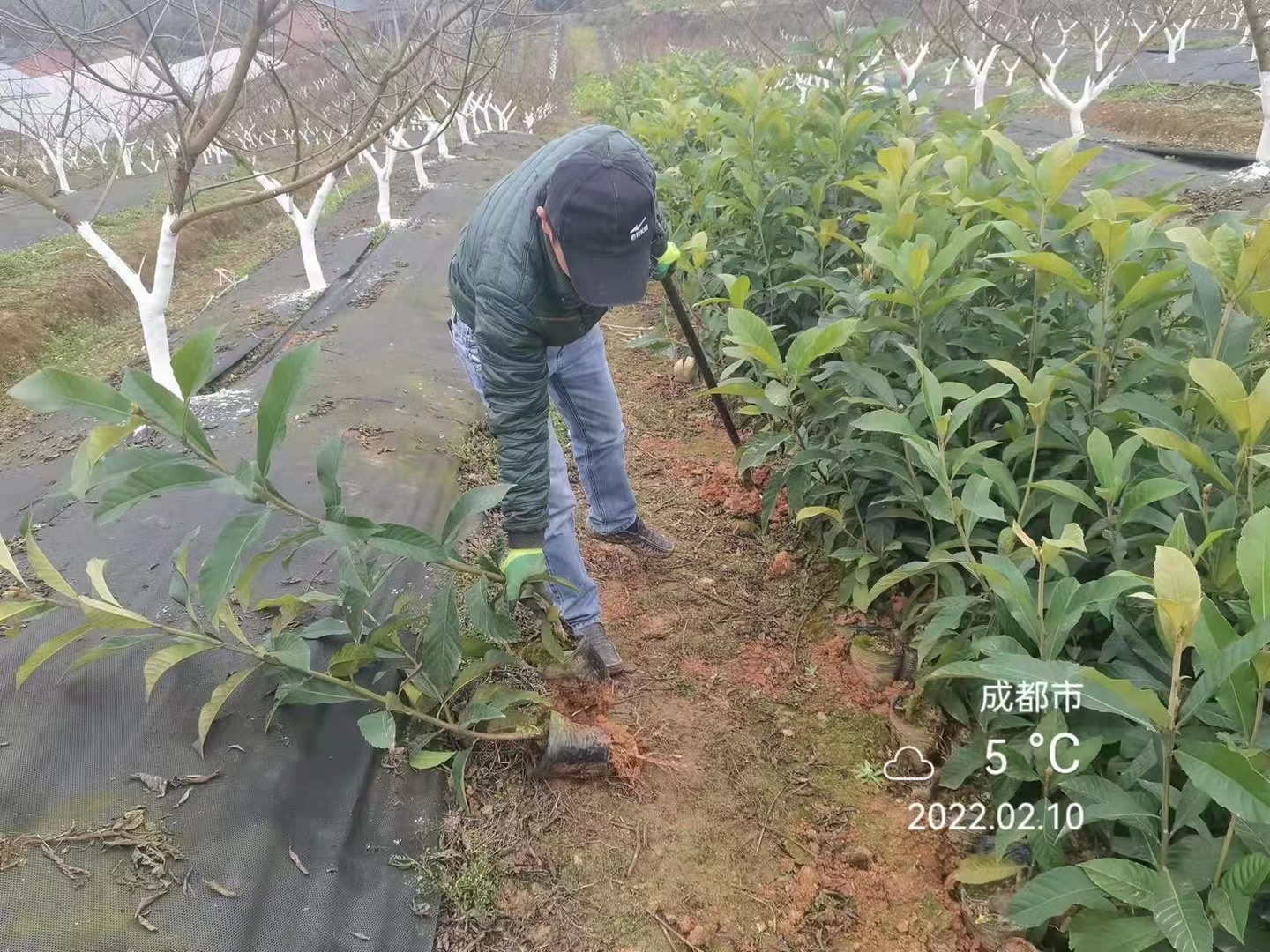 新品种白雪公主春花一号阳台栽种耙苗室内光线有点就可以优秀蔷薇