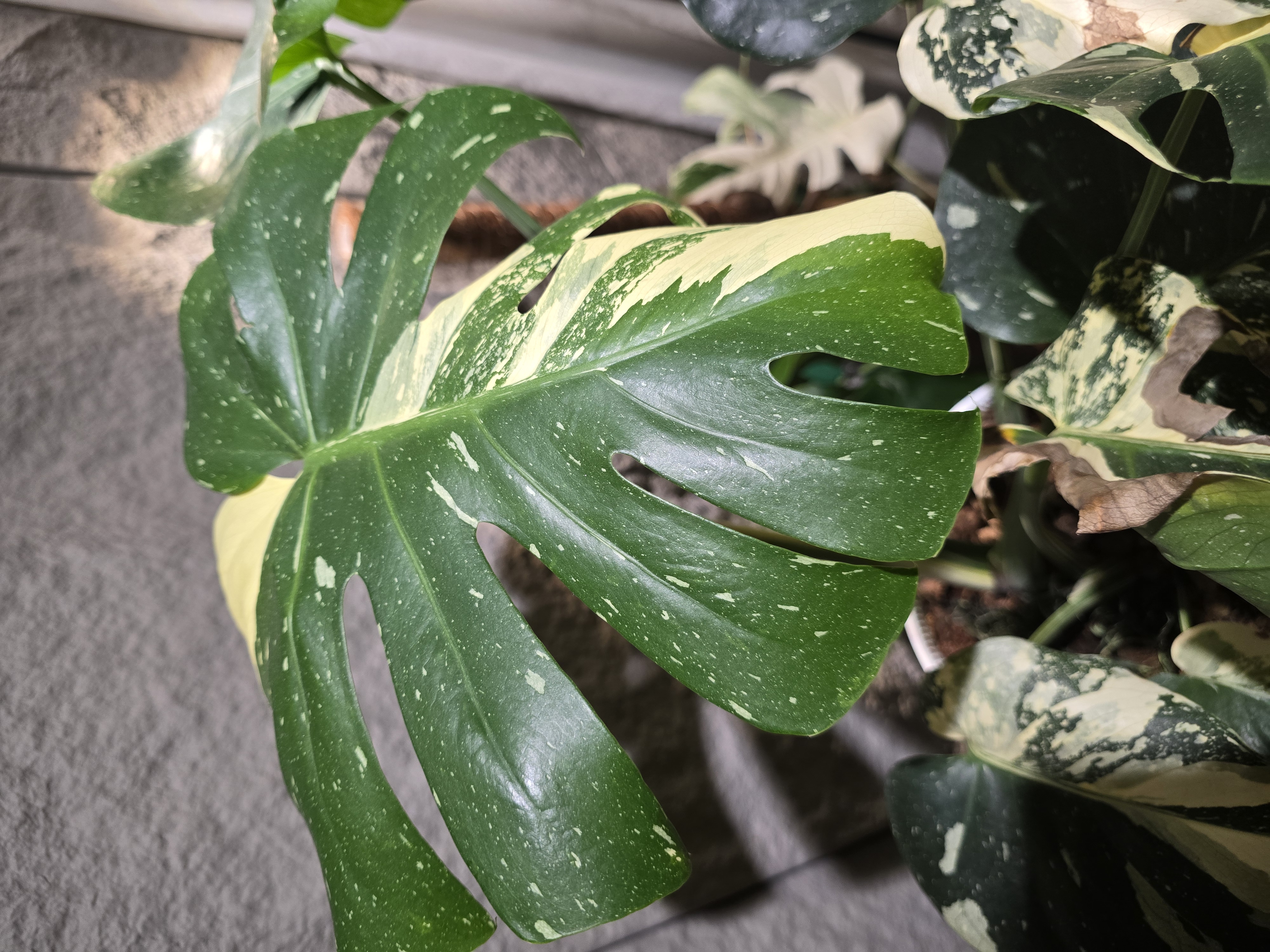 小白龟仙人球新奇植物