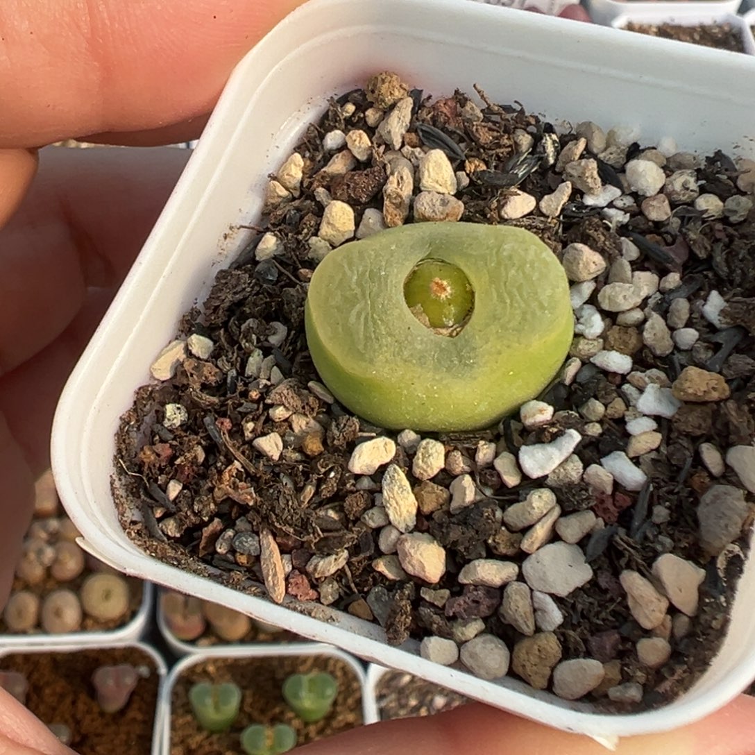 487欧泡带盆土发货