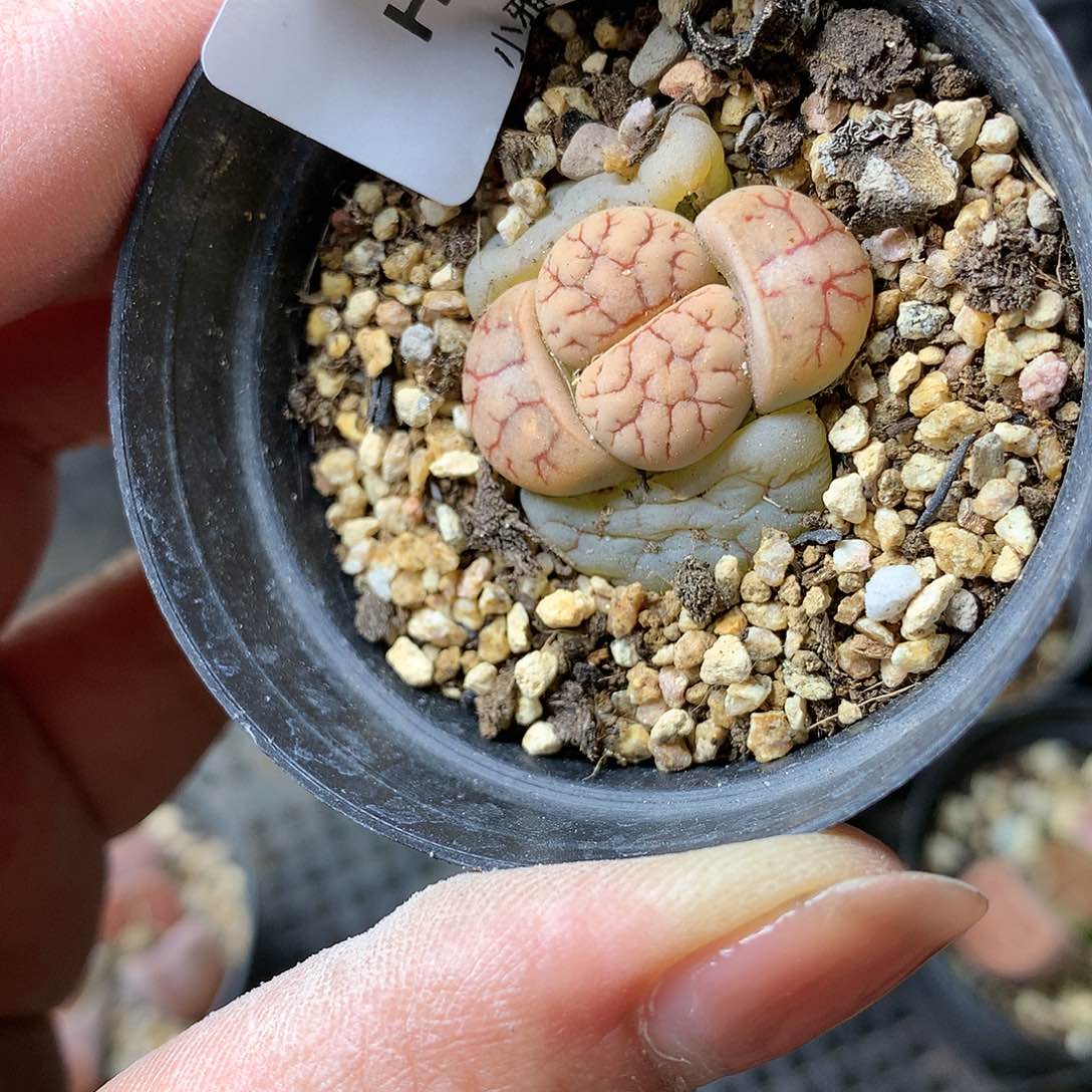 H334多肉植物保护