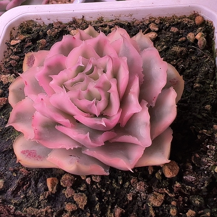 紫蝴蝶锦38包邮多肉