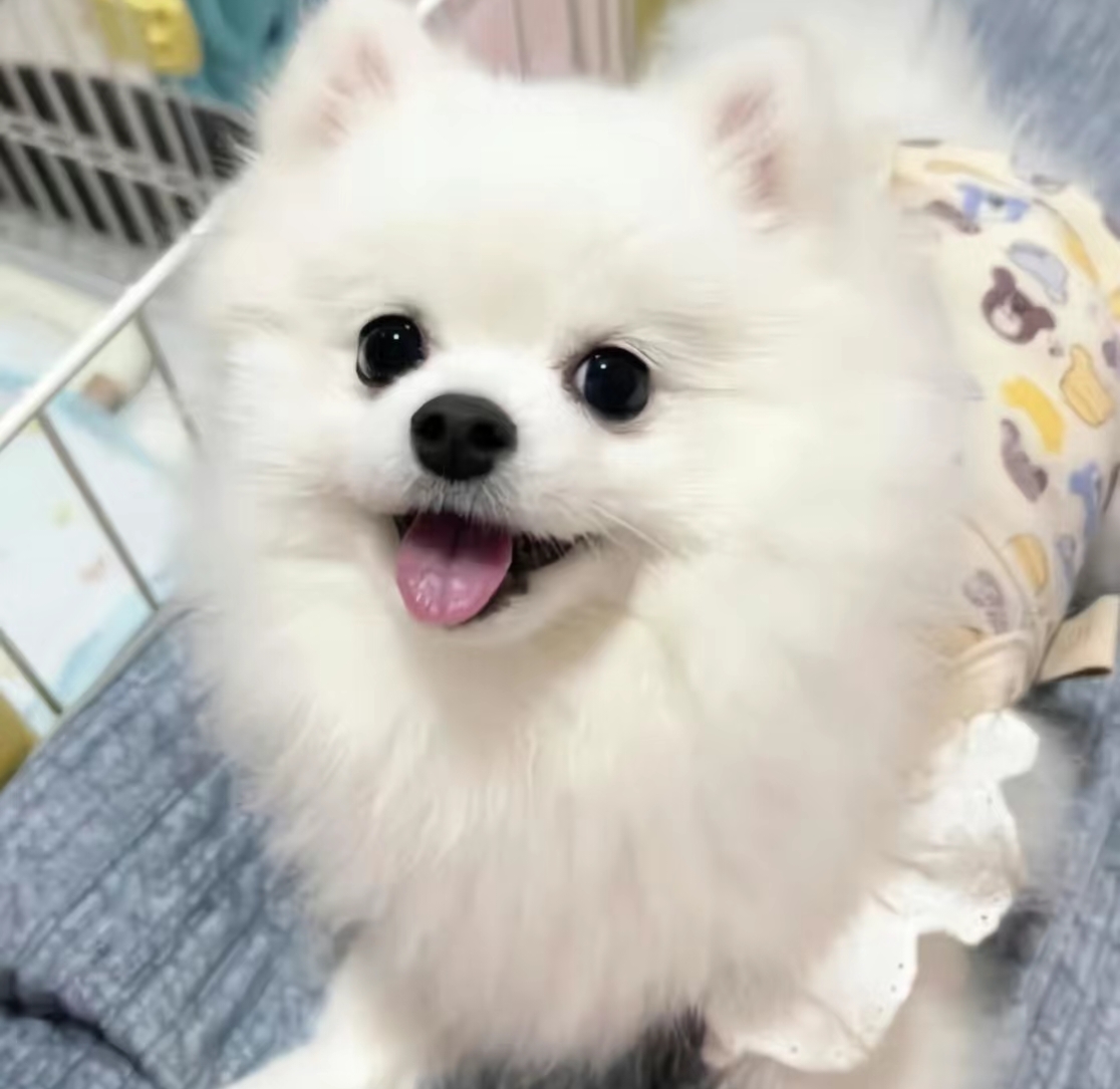 ⟪铭扬犬舍⟫家庭宠物狗活体幼犬家有萌宠可爱伴侣犬小茶杯犬小博美