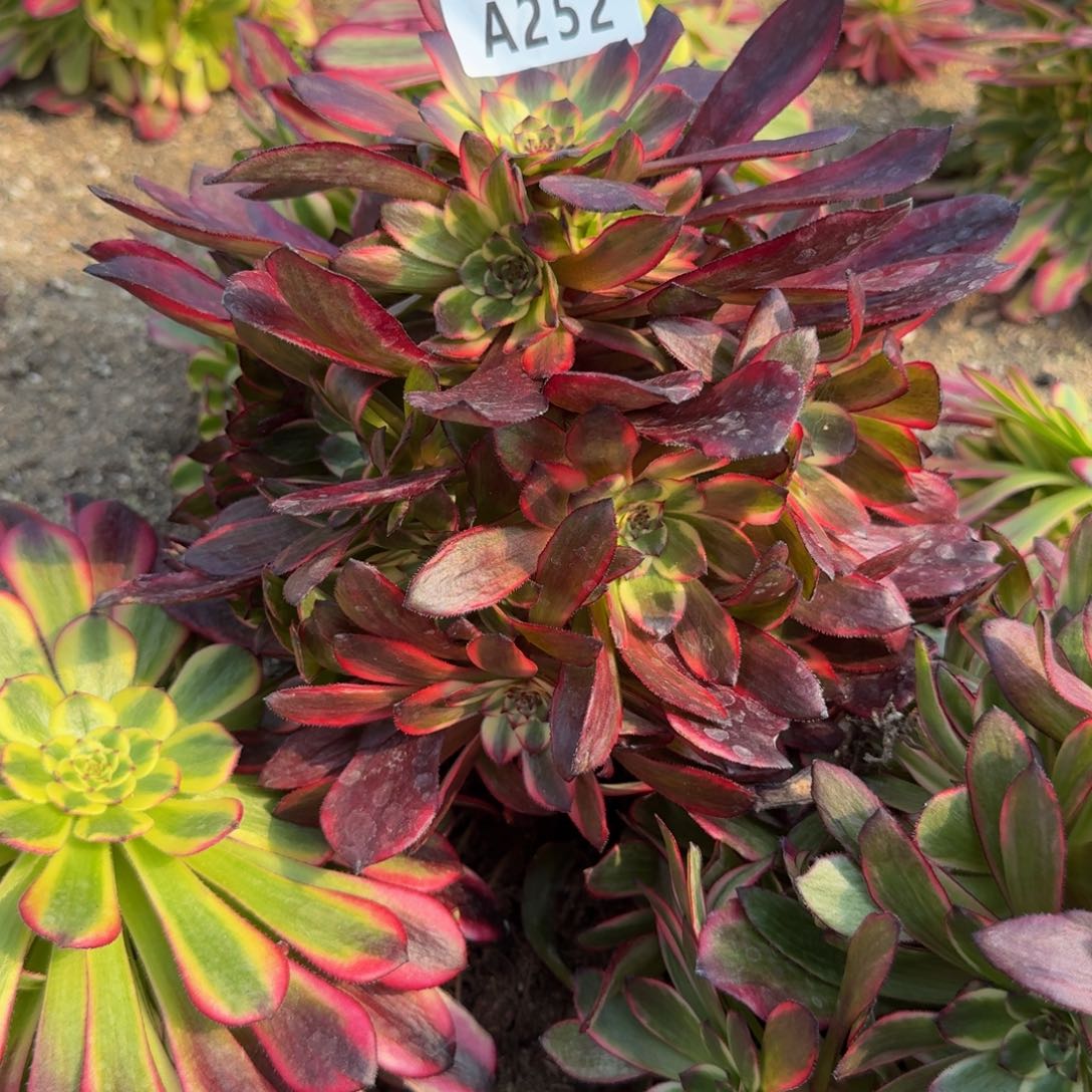 252烟花。多肉植物