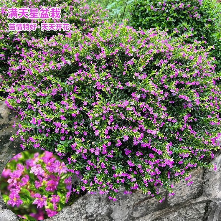 满天星盆栽带花苞四季开花好养室内外阳台桌面绿植