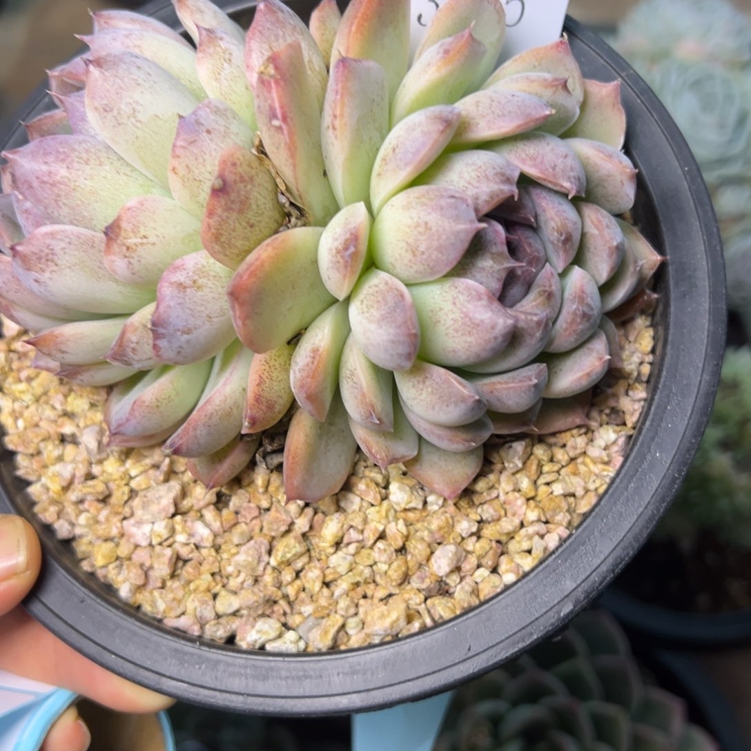 森*3125多肉多多多多