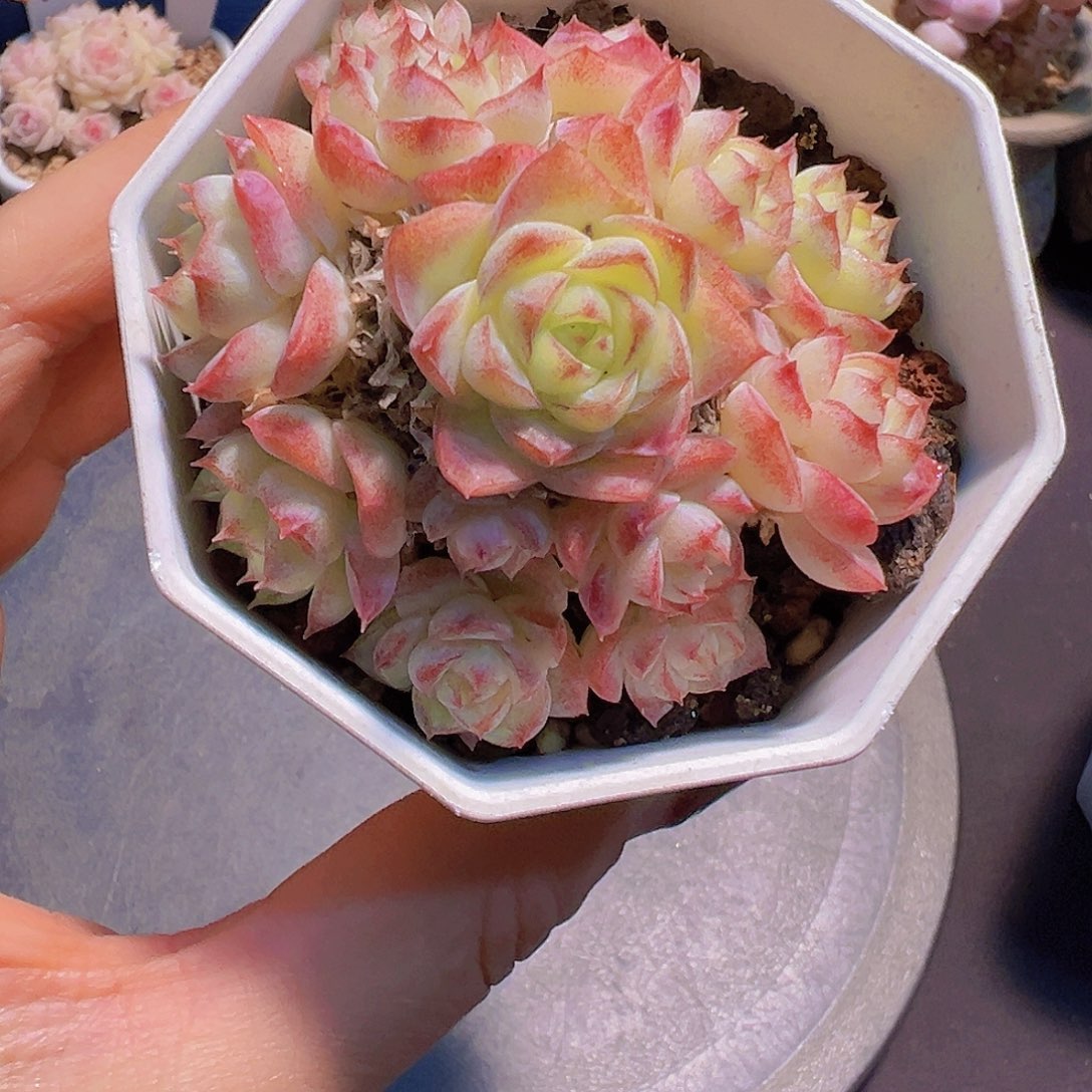 潇*妹新品，多肉植物，