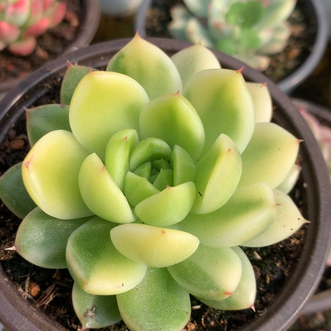 东云杂j j ljjjjjj