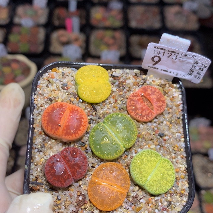 精品生石花123.9