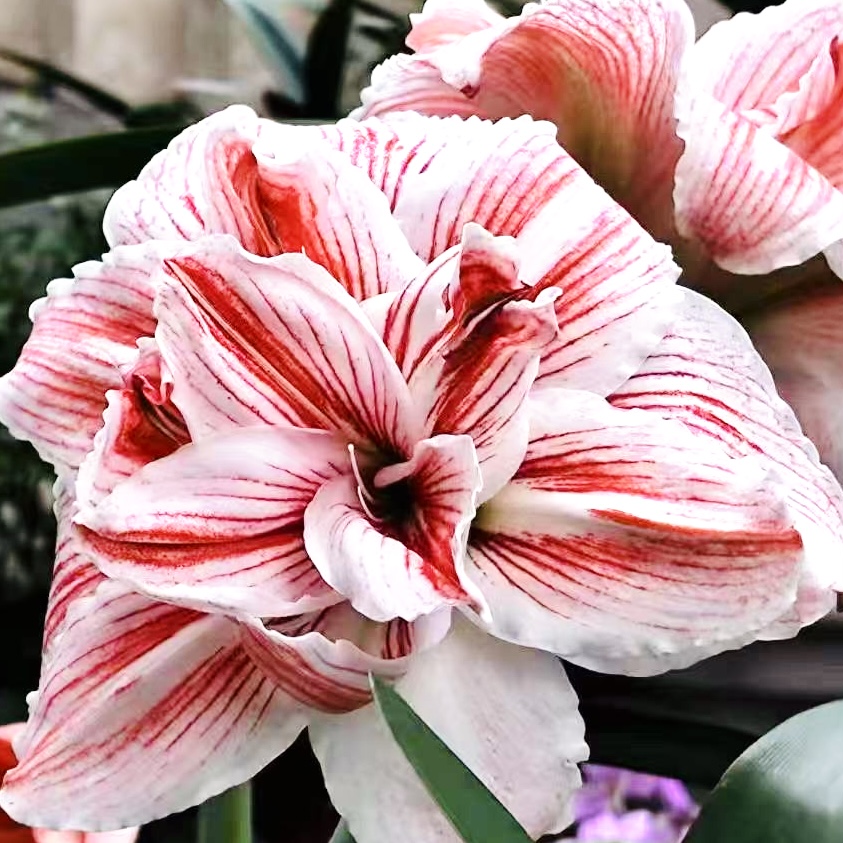 凯瑟琳朱顶红 5厘米 1颗种球粉白色爆花爆崽阳台庭 云南鲜花绿植