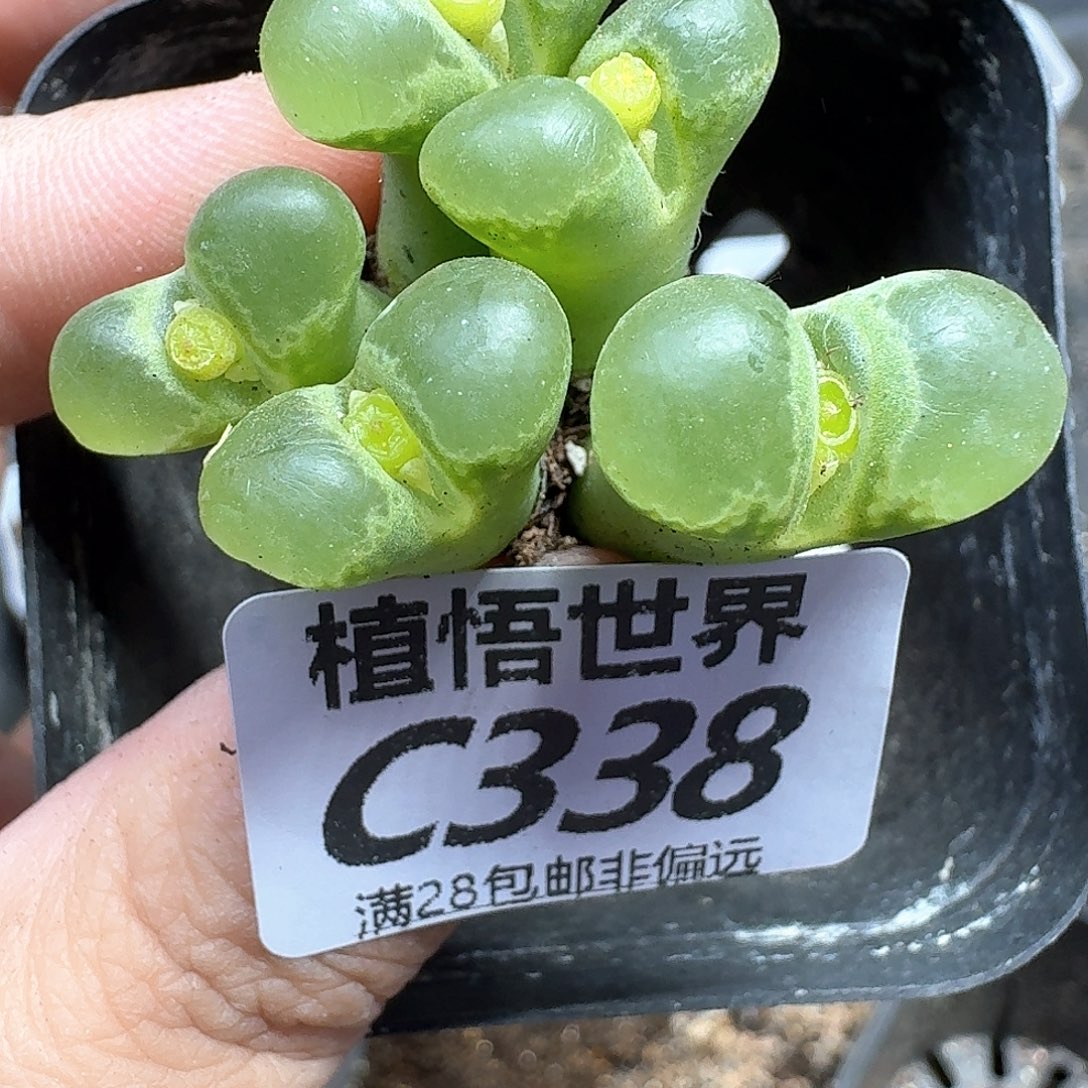 多肉植物的人生dgv