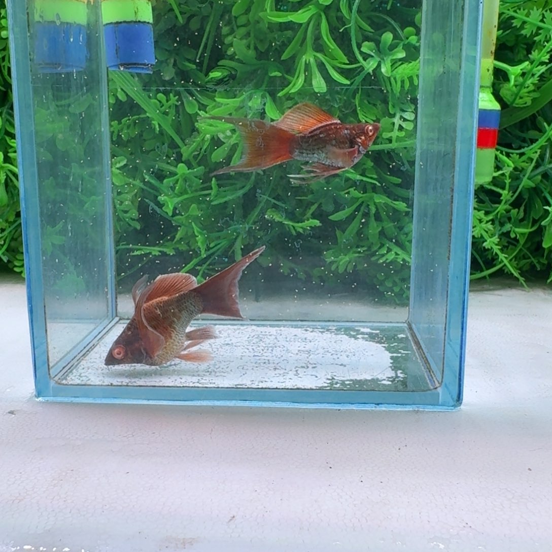 黑玛丽鱼114号玛丽2条