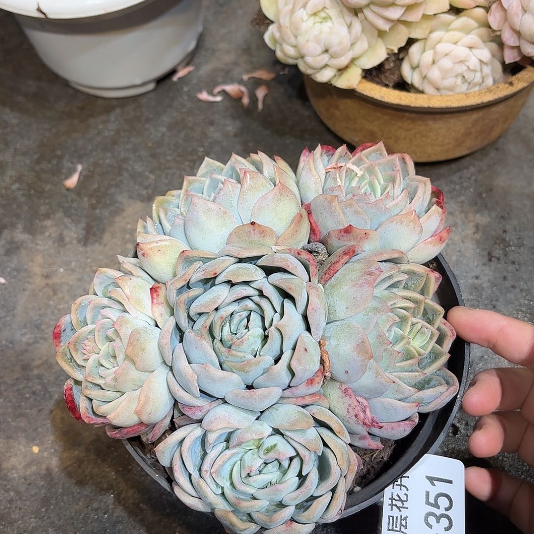 同温层多肉莎莎351