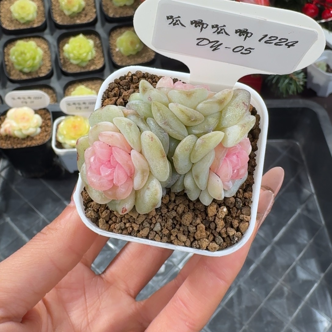 1224-5-粉耶嘟嘟三头一颗
