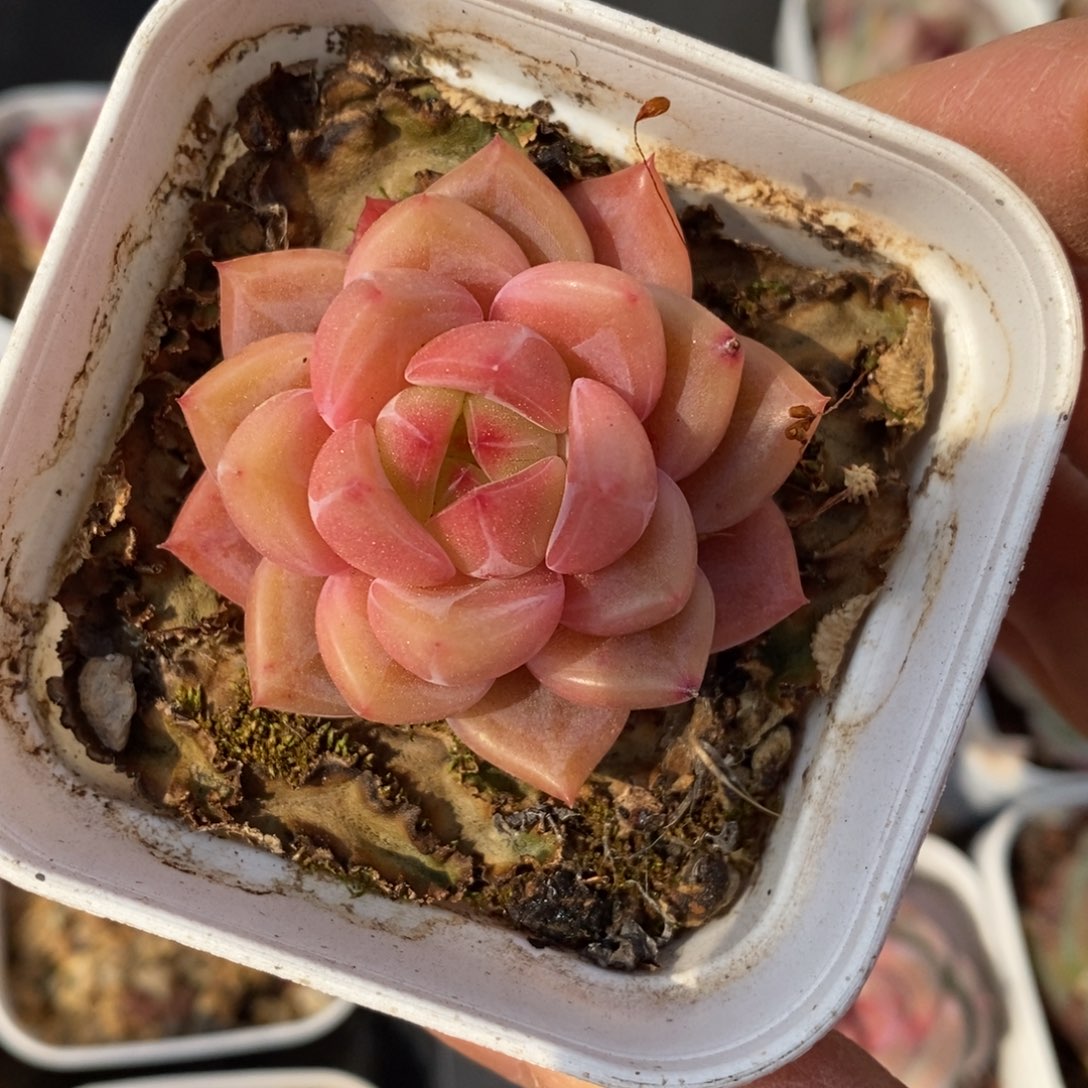 精品多肉一物一拍不包整92