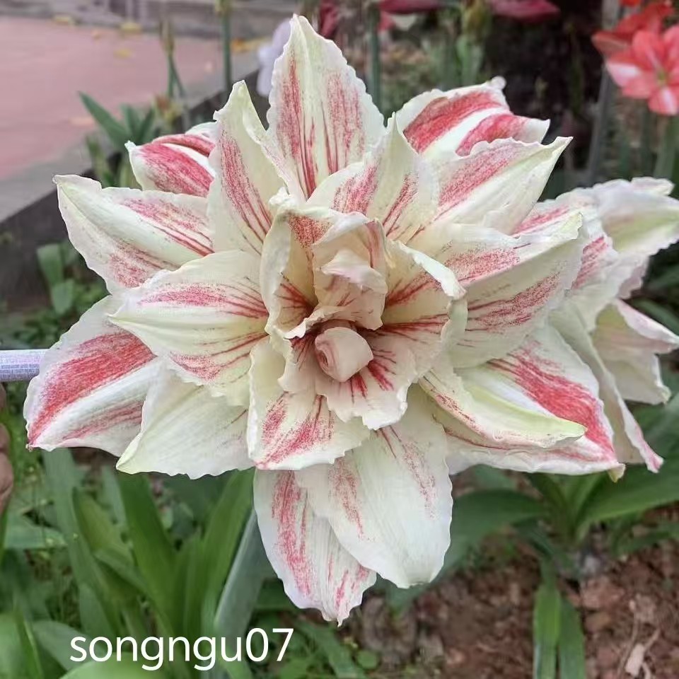 朱顶红 【Songngu07】5.1+cm越朱 只包对版，不包后期养护！