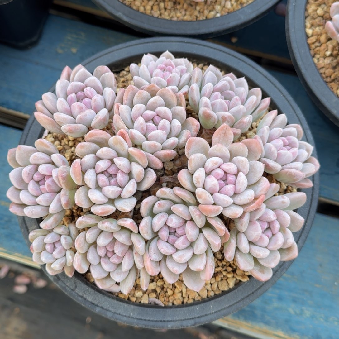 奶昔老桩一物一拍