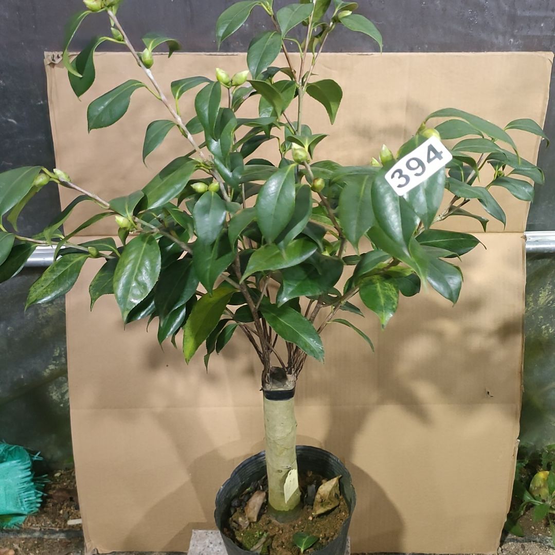 394春之台，原盆原土发货