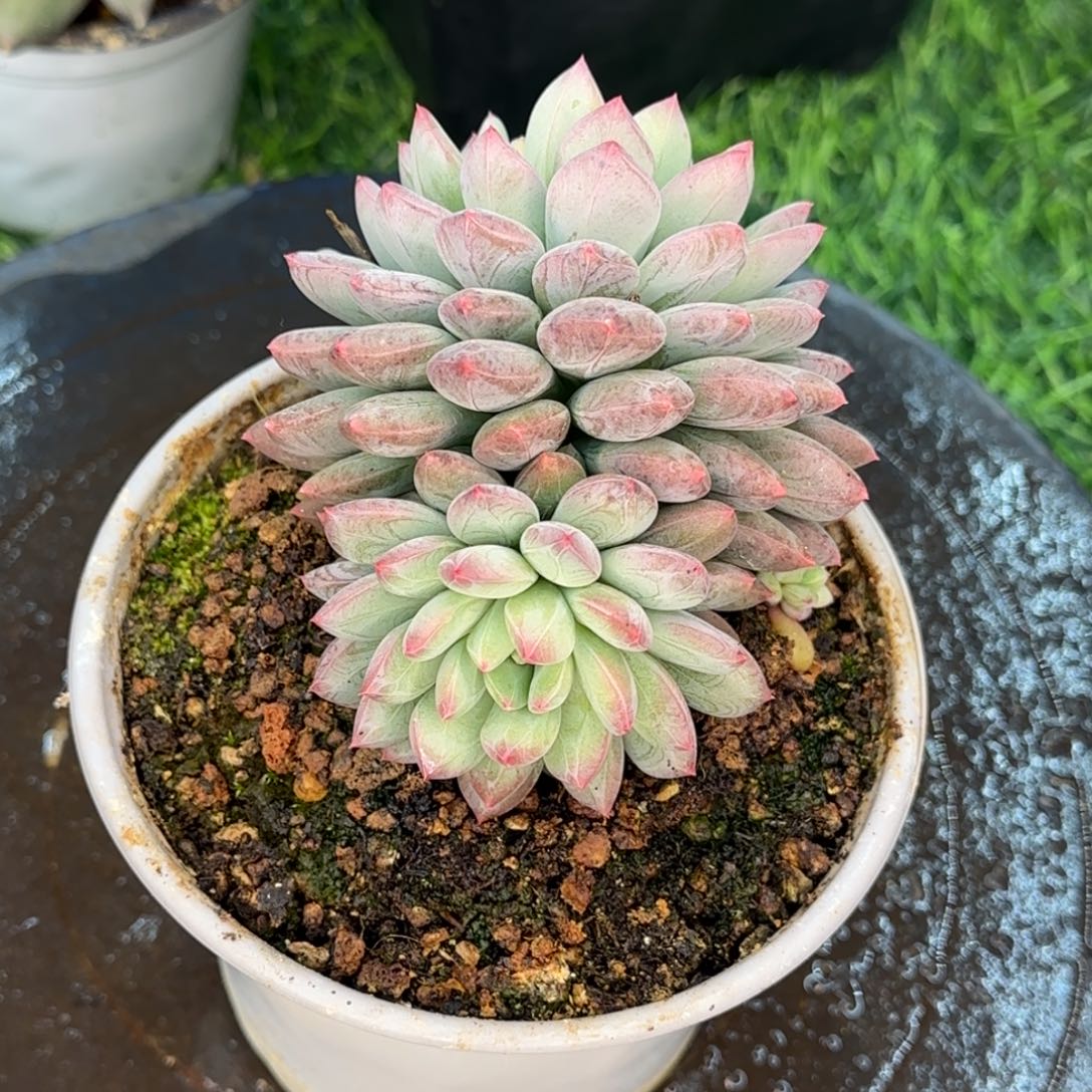 多肉植物的植物植物