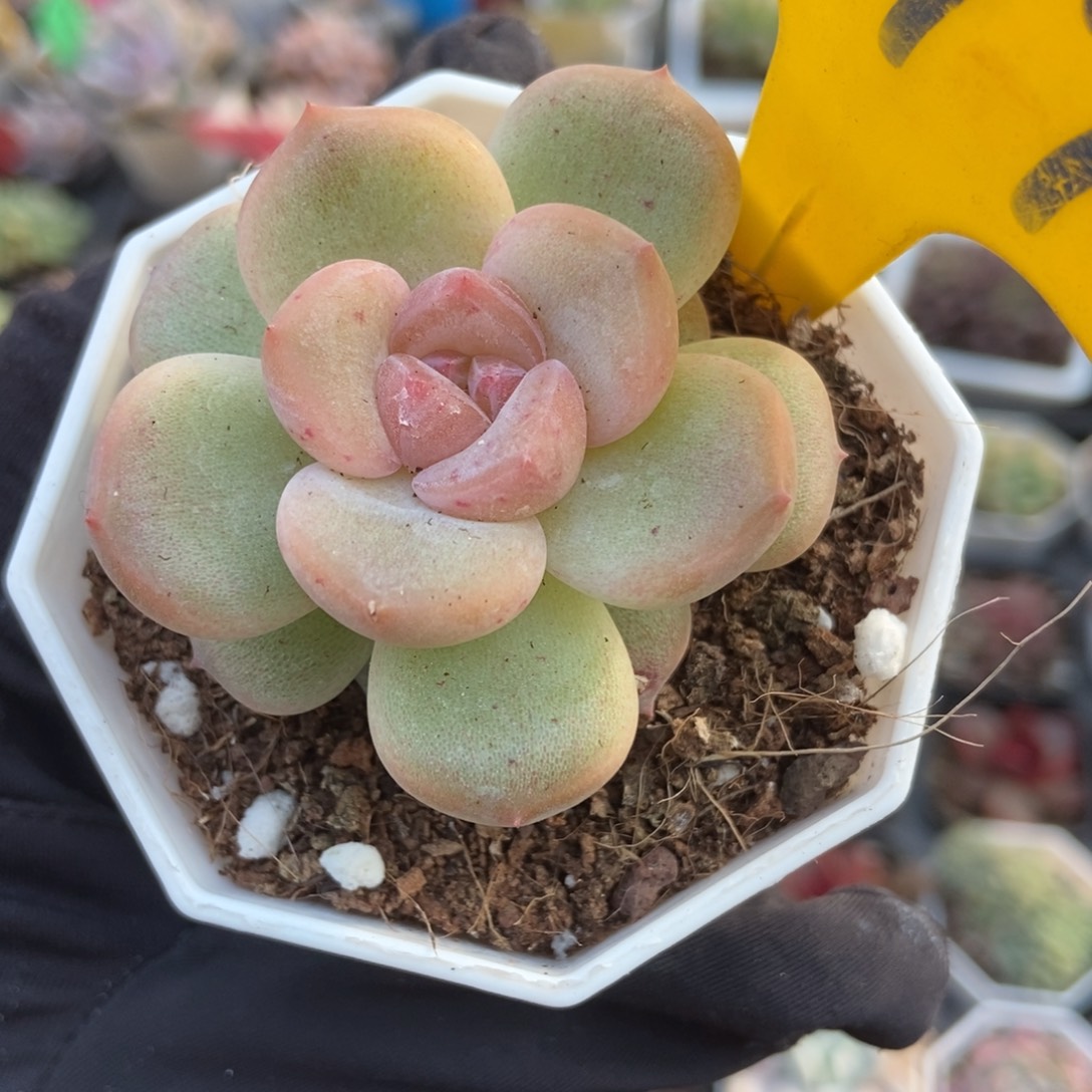 797珍妮多肉植物多肉
