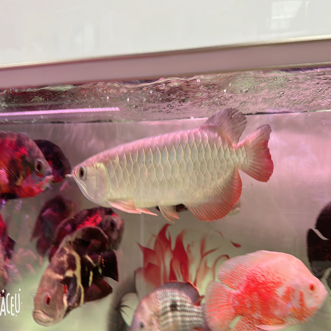 古典金龙观赏鱼活体发色好