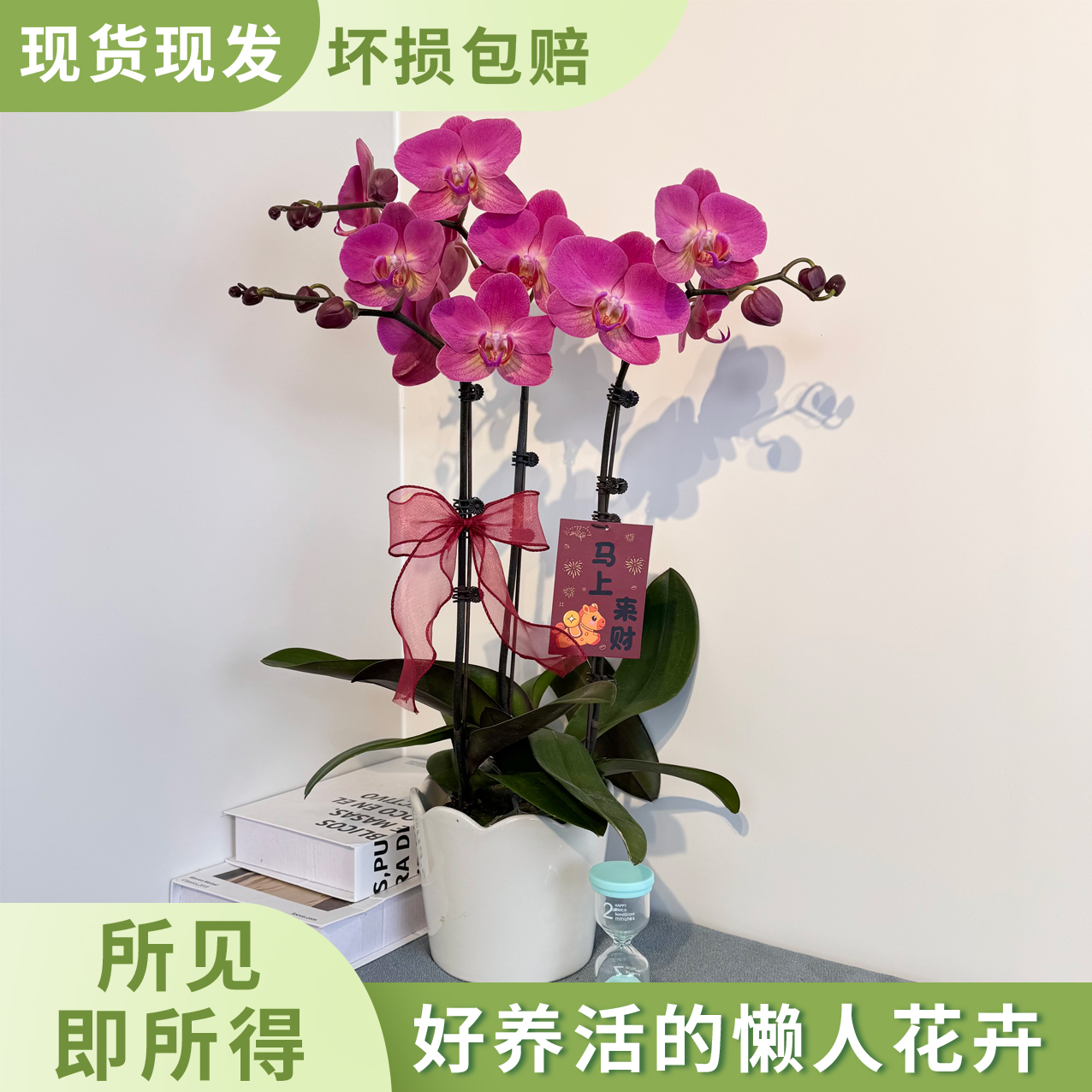 【红苹果】稀有玫红色系圆润大花型蝴蝶兰 室内懒人绿植
