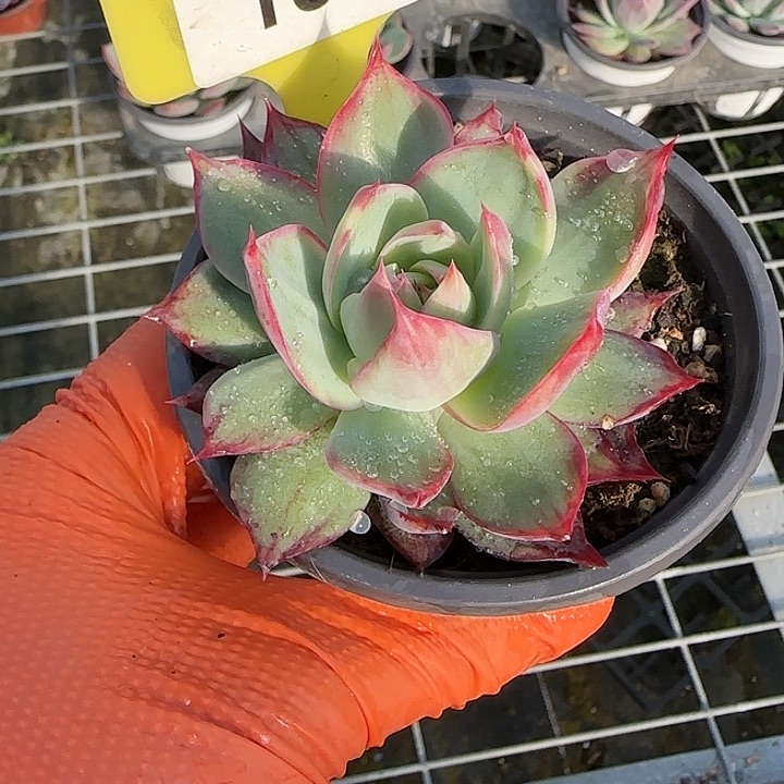 154 惊鸿仙子多肉植物6-9cm