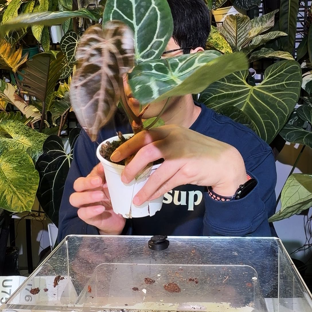 完全开放U67红脉红水晶