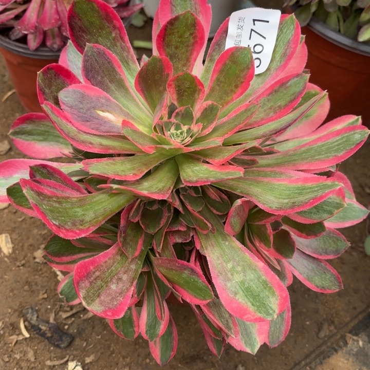 妖月多肉法师3671